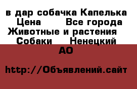 в дар собачка Капелька › Цена ­ 1 - Все города Животные и растения » Собаки   . Ненецкий АО